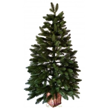 Ялина лита зелена 1,1 м у горщику з лози